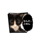 癒し満点・猫のスタンプ（個別スタンプ：14）