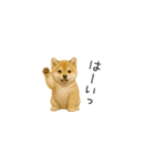 ちっちゃい豆柴のスタンプだよ（個別スタンプ：2）