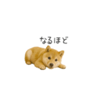 ちっちゃい豆柴のスタンプだよ（個別スタンプ：12）