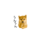 ちっちゃい豆柴のスタンプだよ（個別スタンプ：16）
