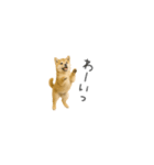 ちっちゃい豆柴のスタンプだよ（個別スタンプ：20）