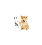 ちっちゃい豆柴のスタンプだよ（個別スタンプ：22）