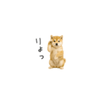 ちっちゃい豆柴のスタンプだよ（個別スタンプ：27）