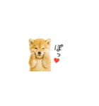 ちっちゃい豆柴のスタンプだよ（個別スタンプ：33）