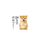 ちっちゃい豆柴のスタンプだよ（個別スタンプ：39）