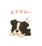 ボストンテリア【日本語】（個別スタンプ：4）