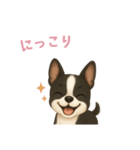 ボストンテリア【日本語】（個別スタンプ：11）