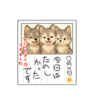 狼の可愛いスタンプ（個別スタンプ：14）