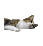 キジトラ猫セリフなし（個別スタンプ：2）