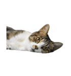 キジトラ猫セリフなし（個別スタンプ：4）