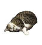 キジトラ猫セリフなし（個別スタンプ：6）