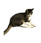 キジトラ猫セリフなし（個別スタンプ：7）