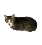 キジトラ猫セリフなし（個別スタンプ：9）