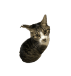 キジトラ猫セリフなし（個別スタンプ：10）