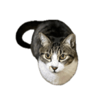 キジトラ猫セリフなし（個別スタンプ：17）