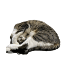 キジトラ猫セリフなし（個別スタンプ：18）
