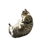 キジトラ猫セリフなし（個別スタンプ：20）