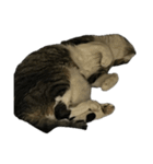 キジトラ猫セリフなし（個別スタンプ：26）