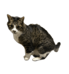 キジトラ猫セリフなし（個別スタンプ：27）