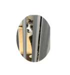 キジトラ猫セリフなし（個別スタンプ：28）