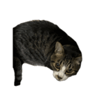 キジトラ猫セリフなし（個別スタンプ：29）