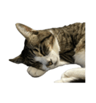 キジトラ猫セリフなし（個別スタンプ：32）
