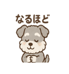 もふもふシュナのゆる日常スタンプ（個別スタンプ：37）