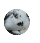 らてわーど参（個別スタンプ：2）