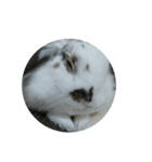 らてわーど参（個別スタンプ：4）