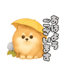 ポメラニアンまこ♥の日常会話2（個別スタンプ：2）