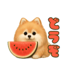ポメラニアンまこ♥の日常会話2（個別スタンプ：33）