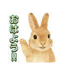ふんわり敬語♡うさぎ（個別スタンプ：27）