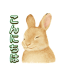 ふんわり敬語♡うさぎ（個別スタンプ：28）