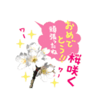 おめでとうセット再編集2（個別スタンプ：20）