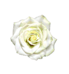 花の写真で花束作り（個別スタンプ：7）