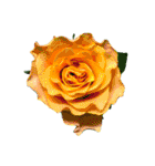 花の写真で花束作り（個別スタンプ：8）