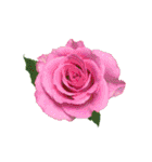 花の写真で花束作り（個別スタンプ：9）