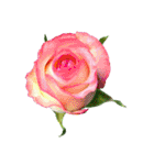 花の写真で花束作り（個別スタンプ：10）