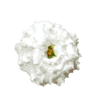 花の写真で花束作り（個別スタンプ：11）