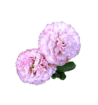 花の写真で花束作り（個別スタンプ：13）