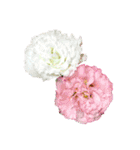 花の写真で花束作り（個別スタンプ：14）