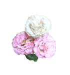 花の写真で花束作り（個別スタンプ：15）