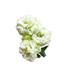 花の写真で花束作り（個別スタンプ：16）