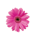 花の写真で花束作り（個別スタンプ：17）