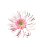 花の写真で花束作り（個別スタンプ：18）