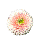 花の写真で花束作り（個別スタンプ：20）