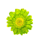 花の写真で花束作り（個別スタンプ：21）