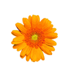 花の写真で花束作り（個別スタンプ：22）