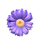 花の写真で花束作り（個別スタンプ：23）