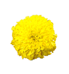 花の写真で花束作り（個別スタンプ：25）